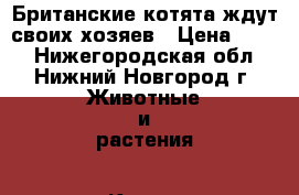 Британские котята ждут своих хозяев › Цена ­ 700 - Нижегородская обл., Нижний Новгород г. Животные и растения » Кошки   . Нижегородская обл.